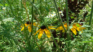 BLACK EYED SUSAN